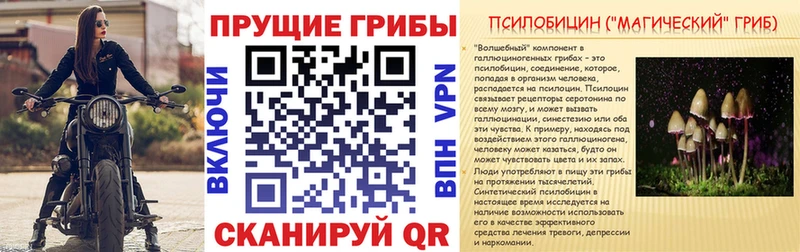блэк спрут зеркало  Советская Гавань  Псилоцибиновые грибы мицелий 